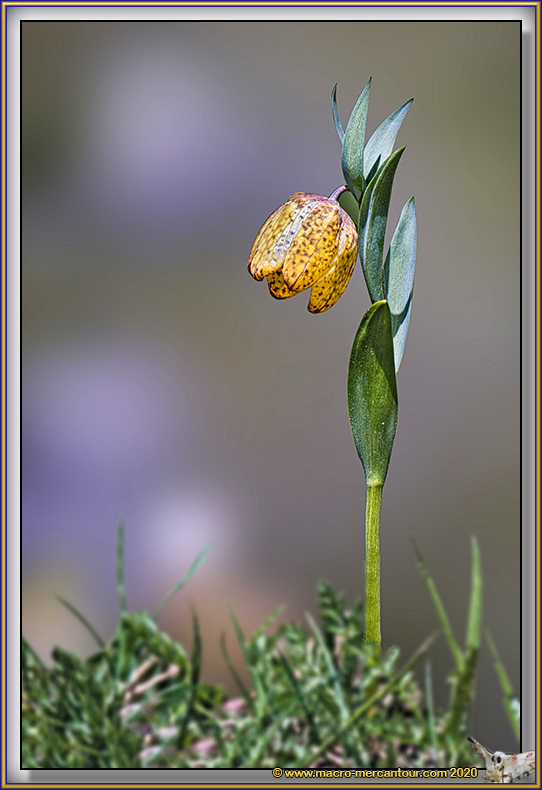 Fritillaire de Moggridge